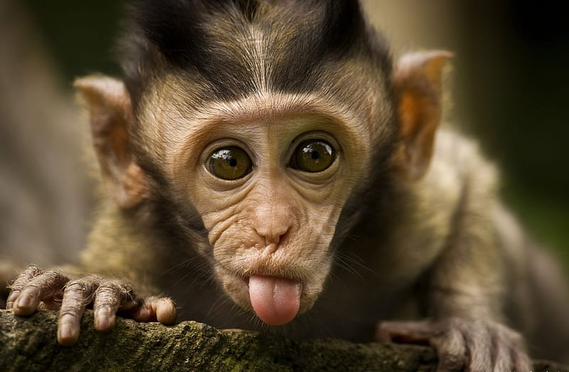 Monkey, primate, cool, wp, baby, HD wallpaper
