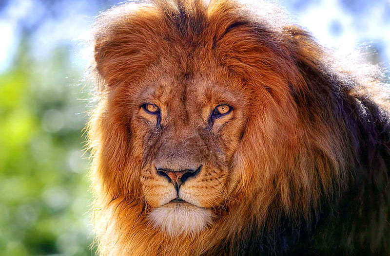 The old King, king, male, mane, gold and brown, lion, HD wallpaper