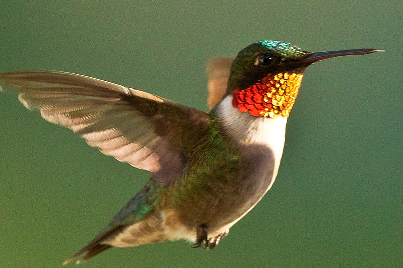 ruby throated hummingbird, ruby, hummingbird, throated, animal, HD wallpaper