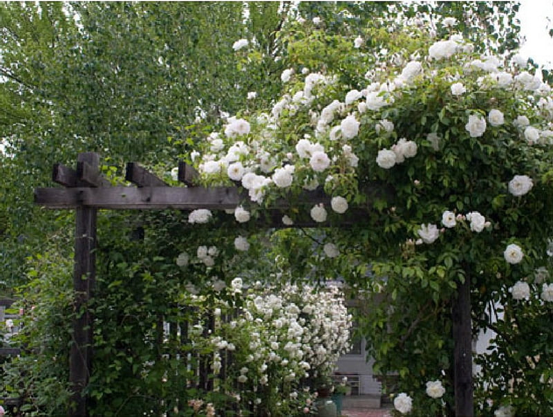 white rose trelis, white roses, flowers, garden, nature, trelis, HD wallpaper