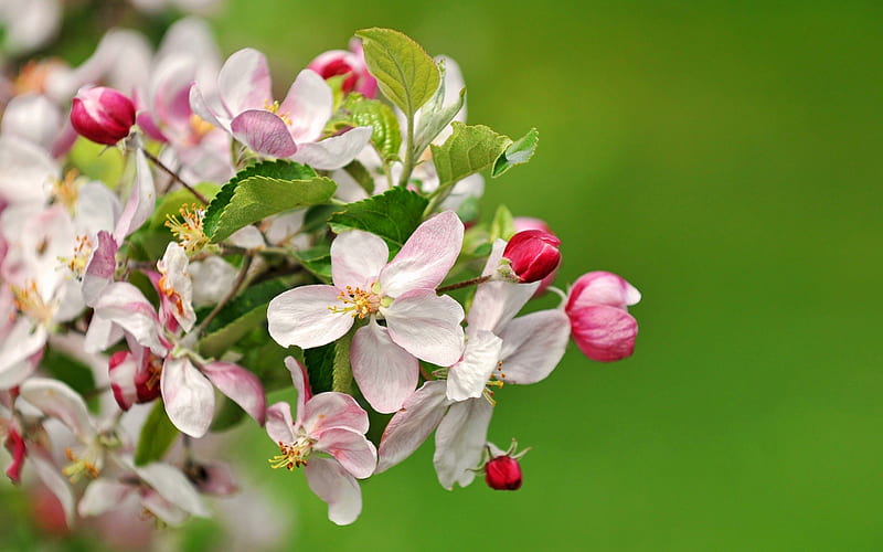 Beautiful Apple Blossoms, blossoms, flowers, nature, apple trees, HD wallpaper