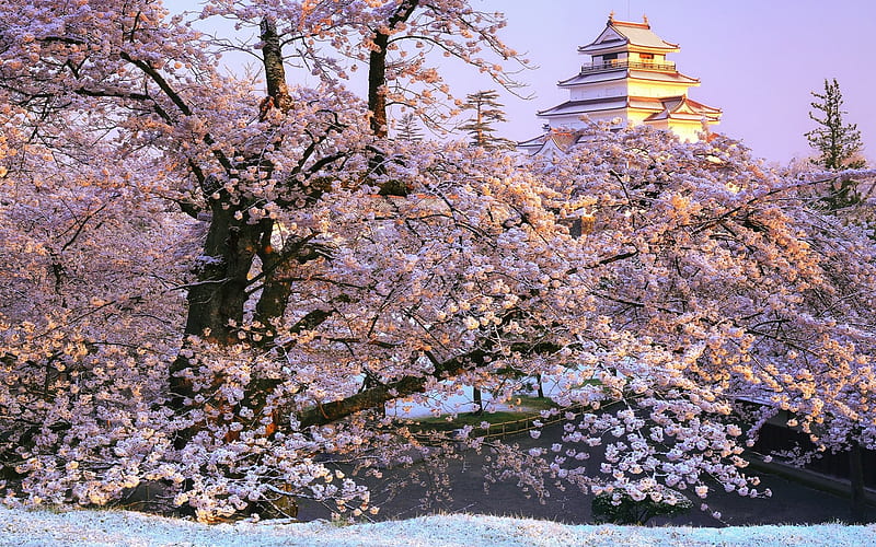 Tsuruga Castle, Fukushima, beautiful Japanese castle, spring, sakura, medieval castle, Aizuwakamatsu Castle, Aizuwakamatsu, japan, HD wallpaper