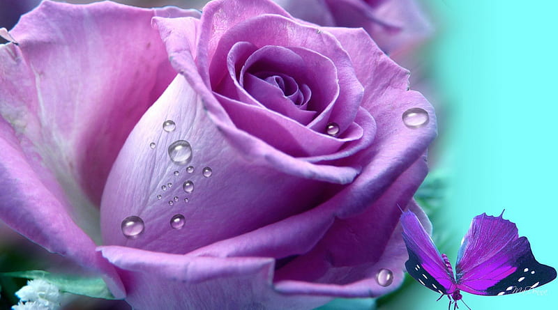 Lilac Rose, lilac, rose, dew, flower, lavender, cyan, butterfly, purple, summer, papillon, flower, aqua, simple, HD wallpaper