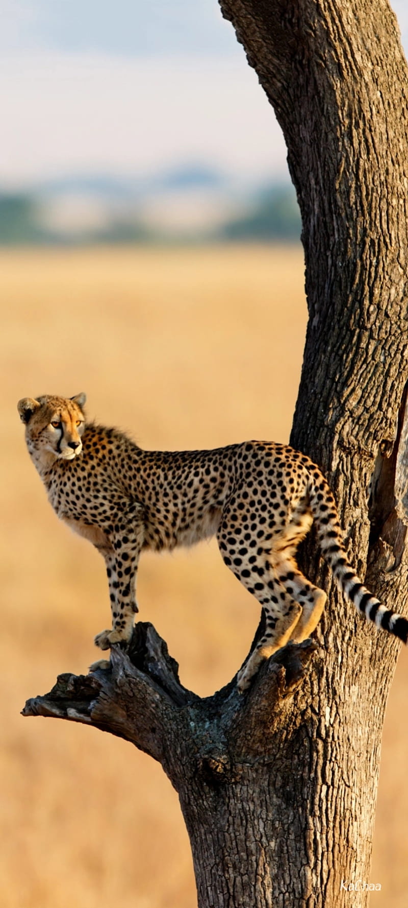 Wild, cheeta, puma, HD phone wallpaper