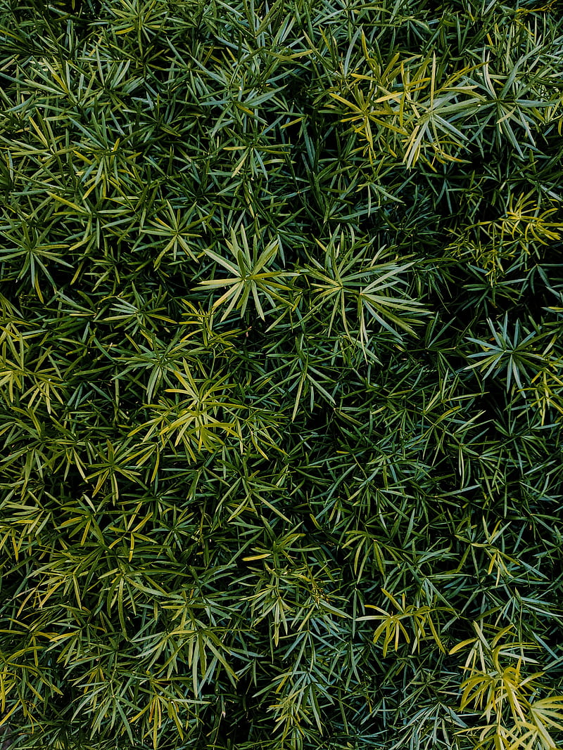 grass, leaves, aerial view, green, HD phone wallpaper