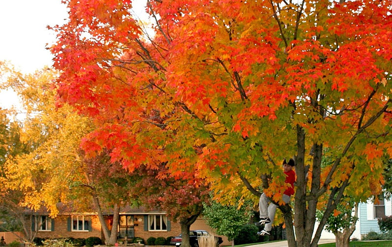 Neighbourhood Trees, housing, autumn colours, trees, HD wallpaper