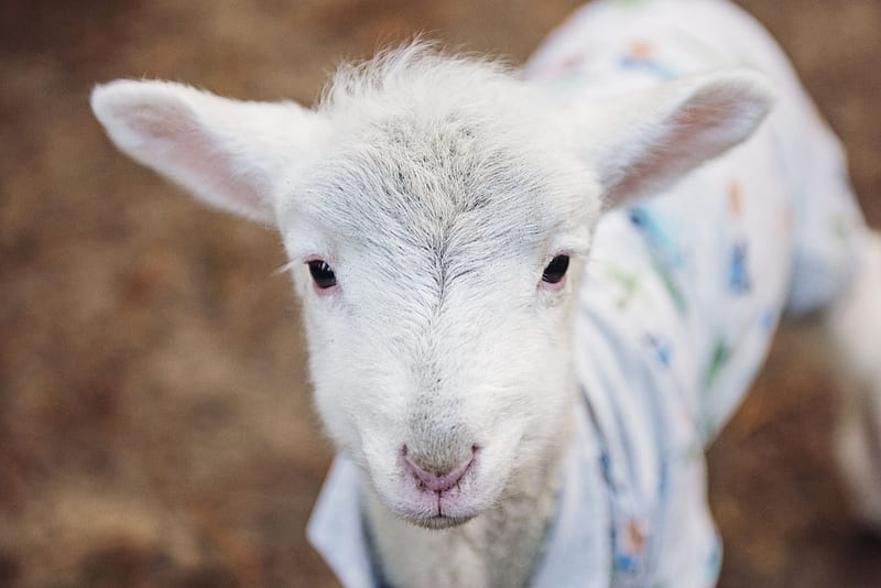 Little lamb, Cute, White, Animal, Lamb, Sheep, Little, HD wallpaper