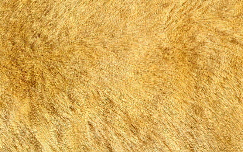 Fur, pattern, abstract, texture, HD wallpaper