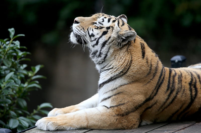 Siberian Tiger , tiger, animals, HD wallpaper