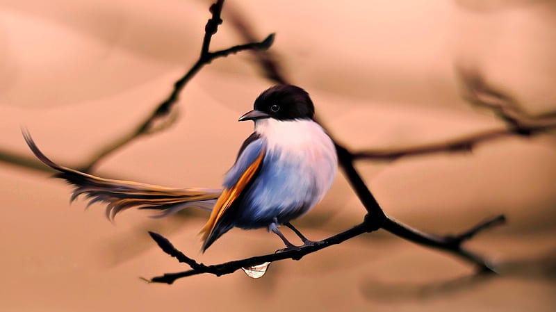 Bird on the Branch, blurry, bird, drops, trees, branch, animal, HD wallpaper