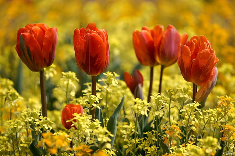 Tulips in mustard field, orange, yellow, rapes, spring, field, tulip, HD wallpaper
