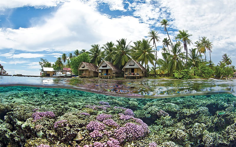 Tahiti, coral reef, ocean, underwater, tropics, French Polynesia, HD wallpaper