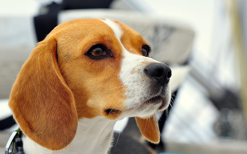 dog beagle muzzle ears-, HD wallpaper