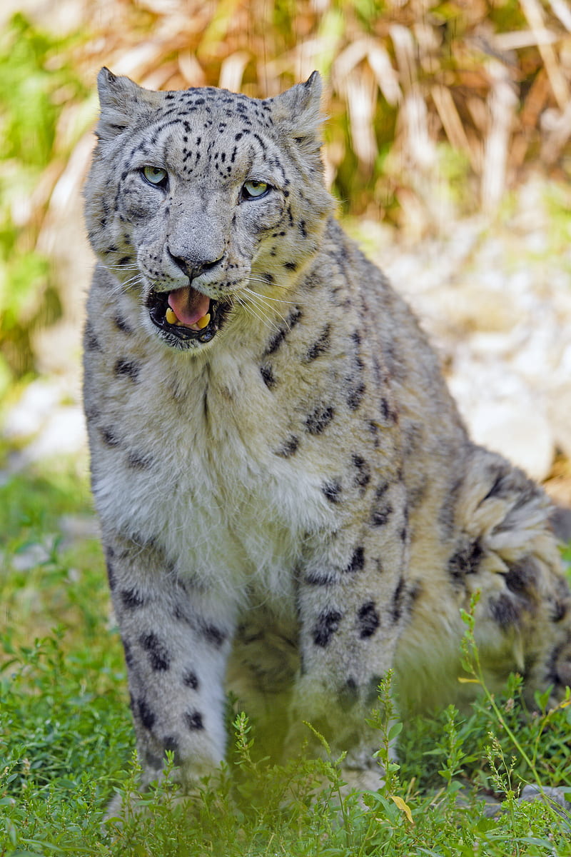 snow leopard, big cat, predator, glance, grass, HD phone wallpaper