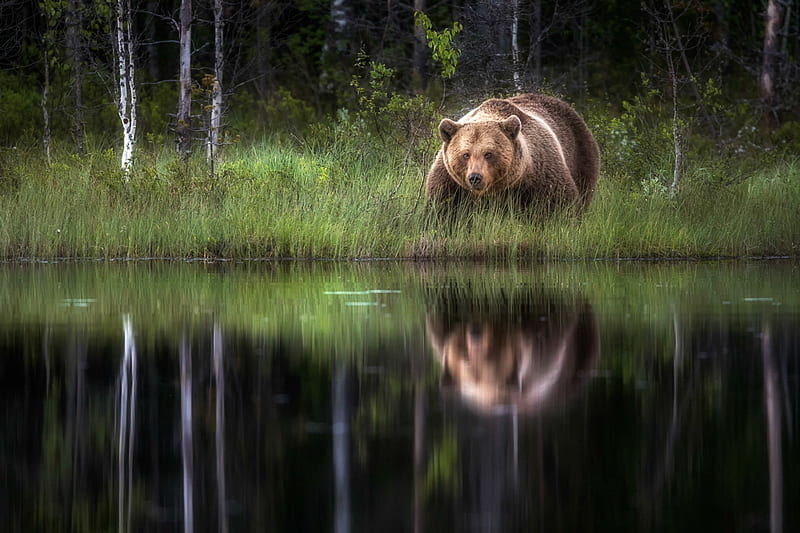 Look But Don't Touch, bear, nature, reflection, animals, HD wallpaper