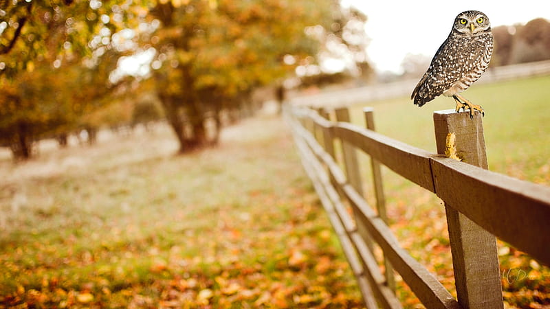Owl Autumn Fence, fence, owl, fall, autumn, bird, trees, field, Firefox Persona theme, HD wallpaper