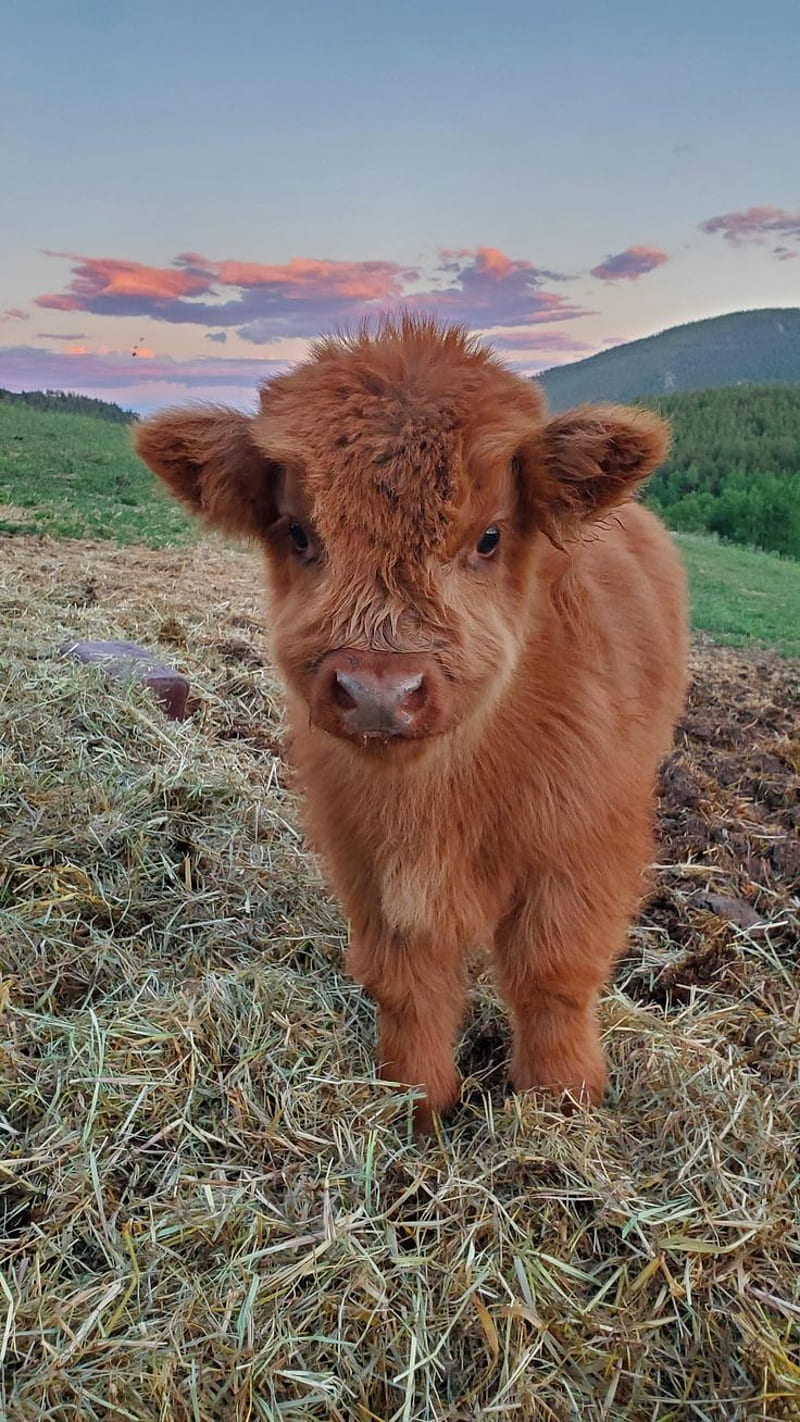 Linda vaca, granja, vacas, Fondo de pantalla de teléfono HD | Peakpx