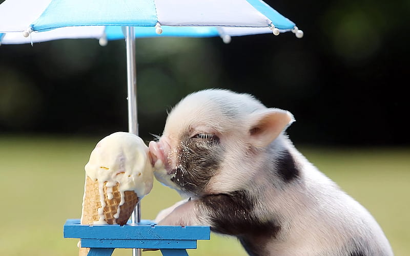 funny pig, ice cream, piglet, small pig, funny animals, pets, pigs, piglets, HD wallpaper