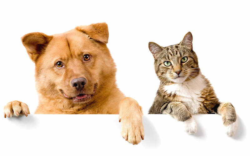 dog and cat, friends, brown dog, cat, HD wallpaper