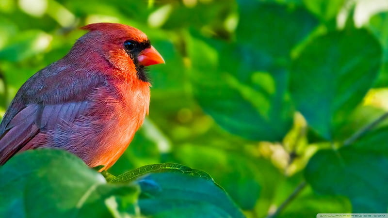 northern cardinal, red, bird, green, cardinal, HD wallpaper