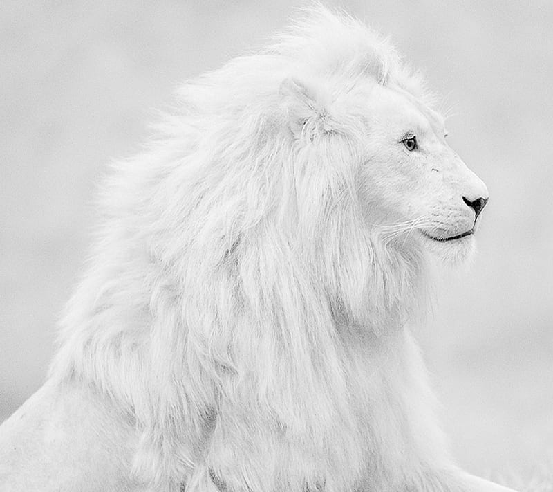 angry white lion