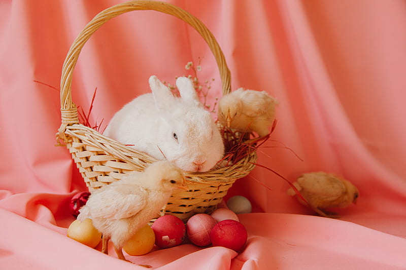 White Rabbit on Brown Woven Basket, HD wallpaper