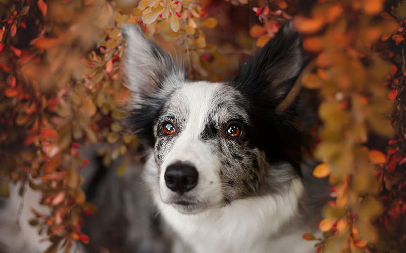 australian shepherd, yellow leaves, autumn, aussie, beautiful white dog, pets, spotted dogs, HD wallpaper