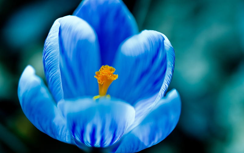blue crocus, macro, spring, blue flowers, crocuses, close-up, bokeh, spring flowers, HD wallpaper