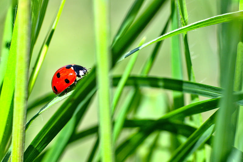 ladybug, insect, grass, greenery, macro, HD wallpaper