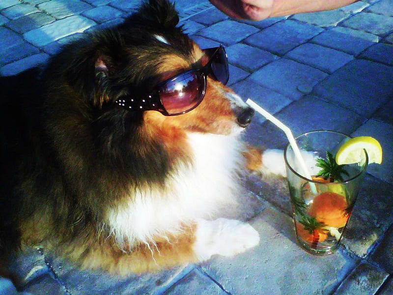 A Typical Tourist !, sunglasses, drink, cool, dog, HD wallpaper