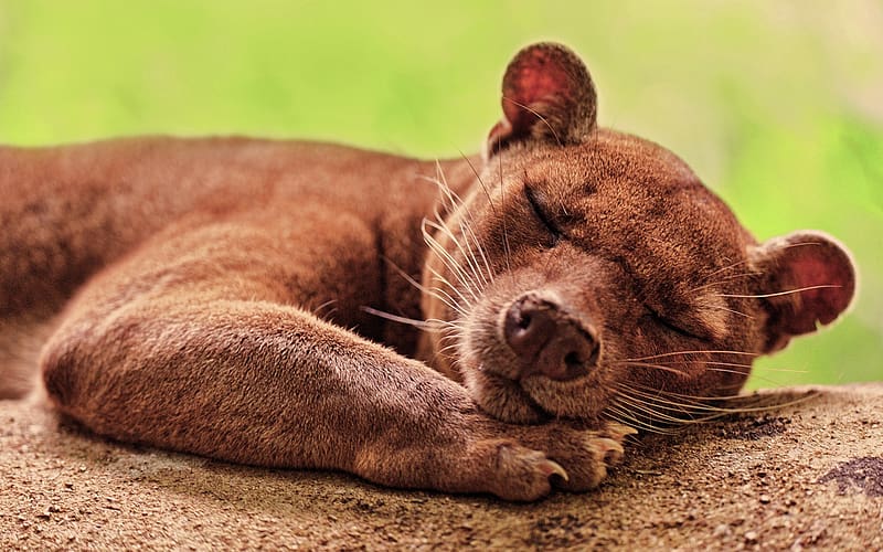 Animal, fosa, Fondo de pantalla HD | Peakpx