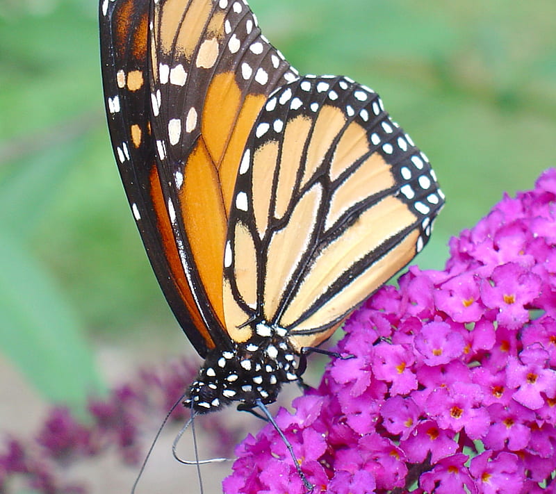 Regal Monarch, butterfly, flower, purple, HD wallpaper