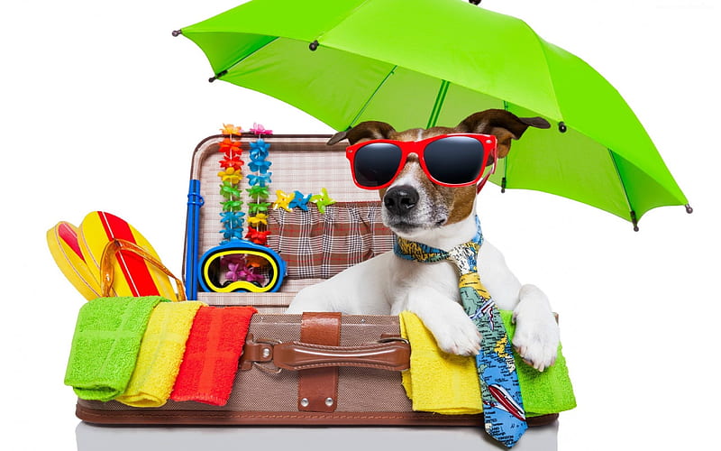 Vacation Time, pinwheels, goggles, leis, umbrella, tie, suitcase, sunglasses, flip flops, dog, HD wallpaper