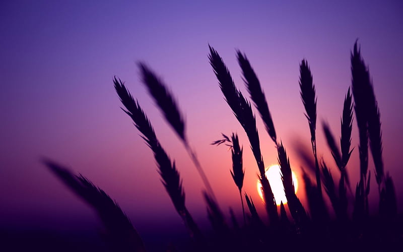 sunset evening wheat-Plants, HD wallpaper