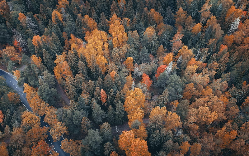 autumn forest, top view, yellow trees, autumn landscape, HD wallpaper