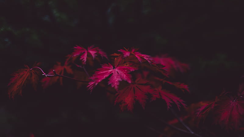 Red Leaves , leaves, nature, graphy, HD wallpaper