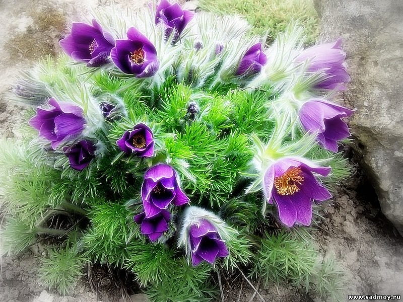 Purple small flowers, pretty, purple, flower, nature, petal, HD wallpaper