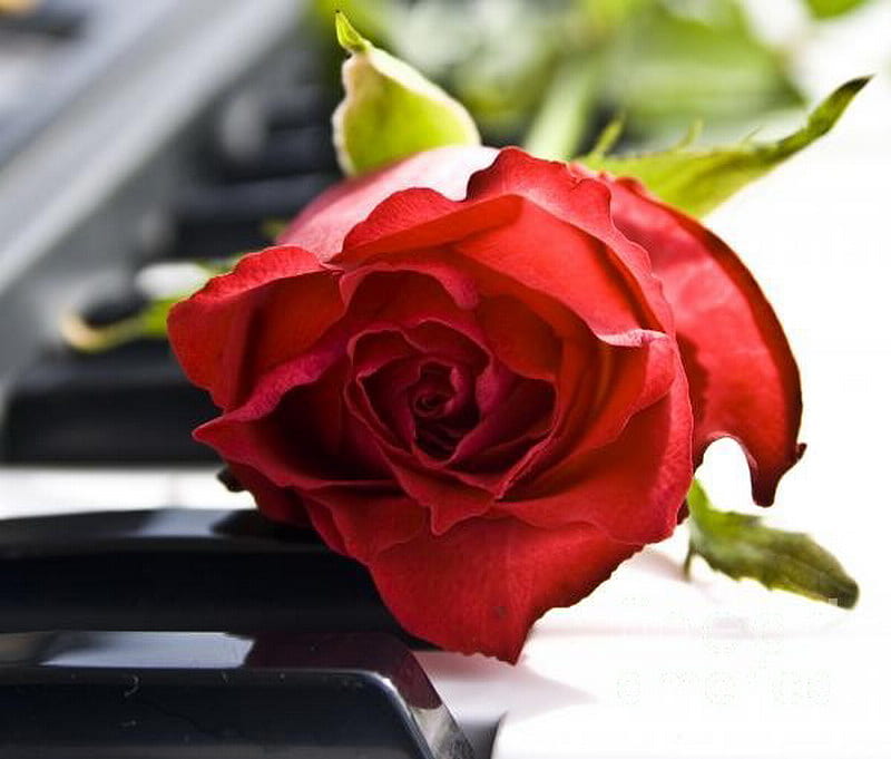 HD wallpaper love red rose piano melody