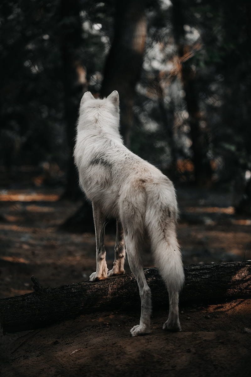 dog, wolf, white, forest, wool, HD phone wallpaper