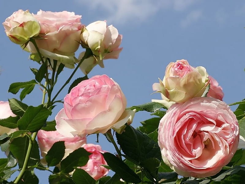 Gorgeous Pink Roses, roses, sky, leaves, green, bush, bunch, large, flowers, nature, pink, blue, HD wallpaper
