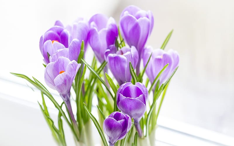 purple crocuses, spring purple flowers, crocuses, spring, beautiful purple flowers, background with crocuses, HD wallpaper