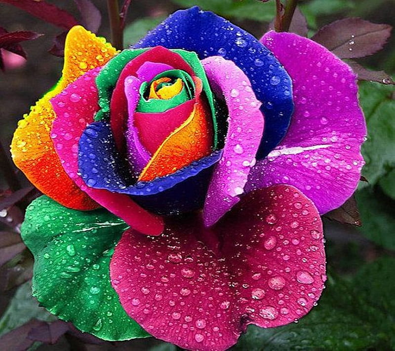 Colorful Rose, HD wallpaper