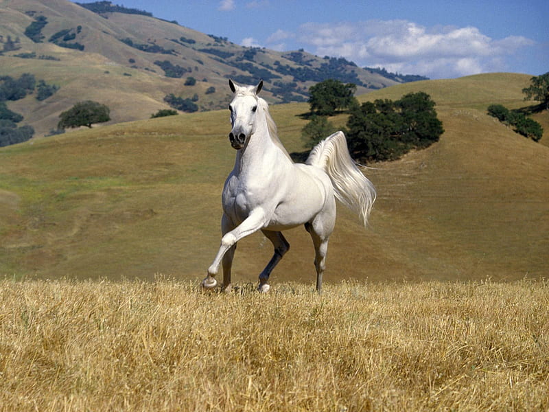 Galloping White Stallion (Horse), stallion, galloping, bonito, horse, white horse, white stallion, HD wallpaper