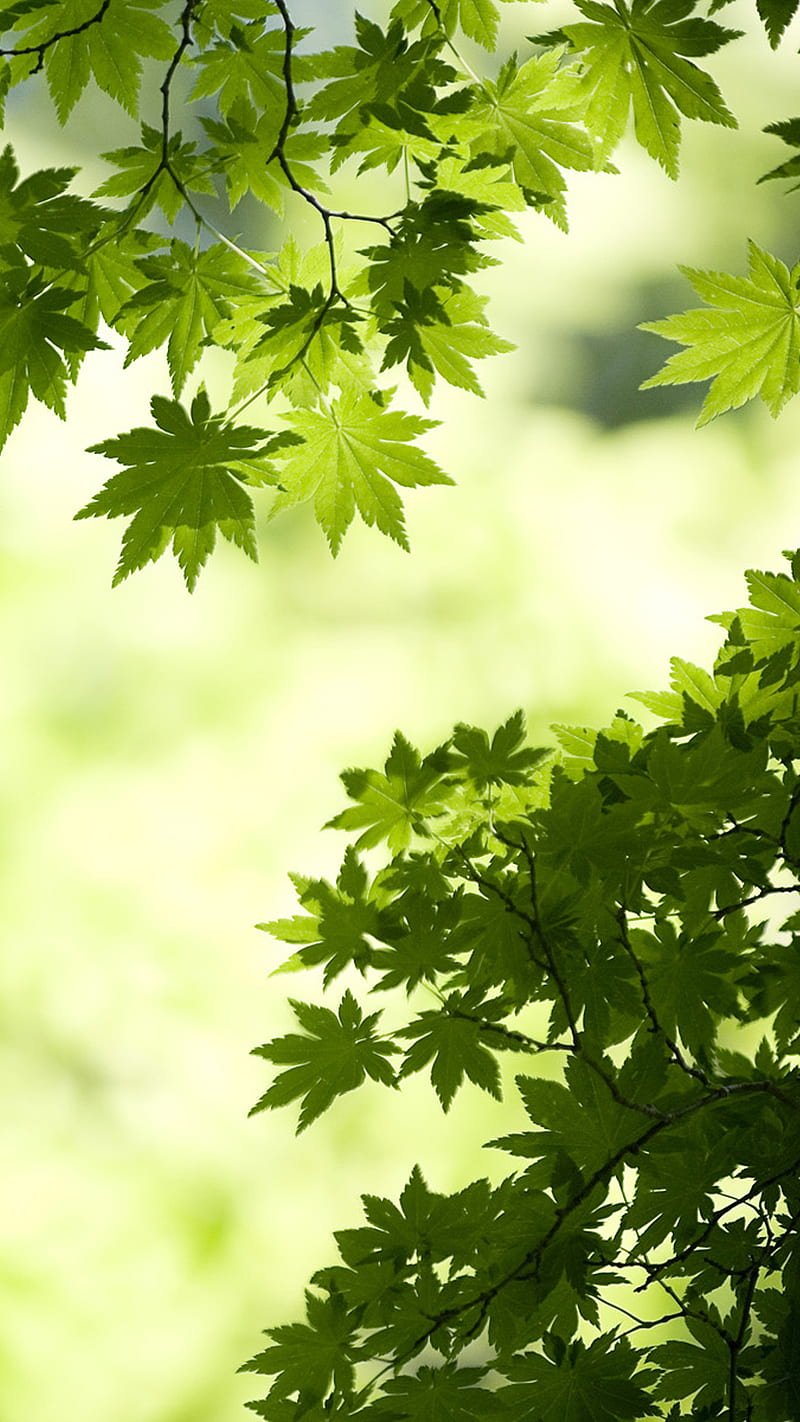 Green Maple Leaves, HD phone wallpaper