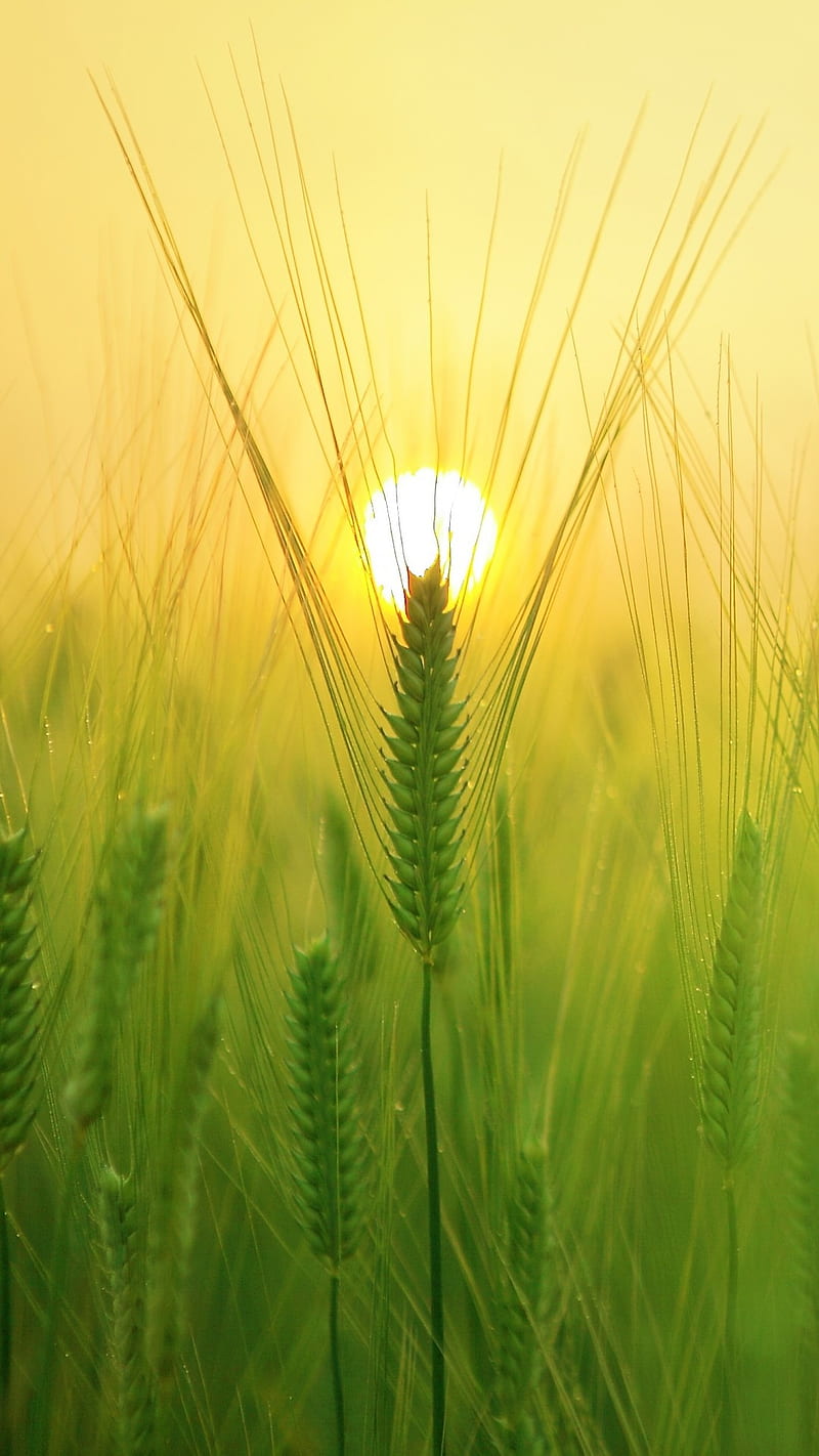 Sunset green, macro, nature, sunrise, wheat, HD phone wallpaper