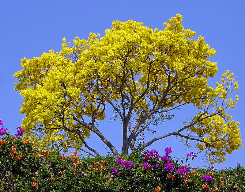 Hermoso árbol amarillo, flores de colores, árbol, flores, amarillo,  naturaleza, Fondo de pantalla HD | Peakpx