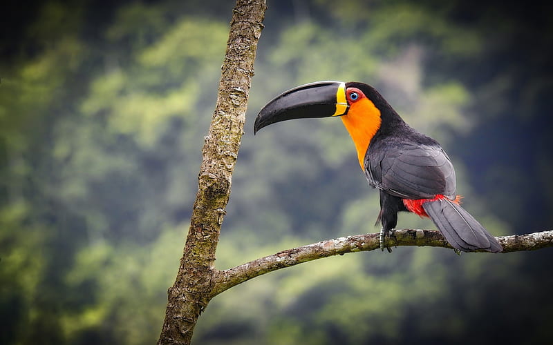 toucan, branch, wildlife, exotic birds, jungle, Ramphastidae, HD wallpaper