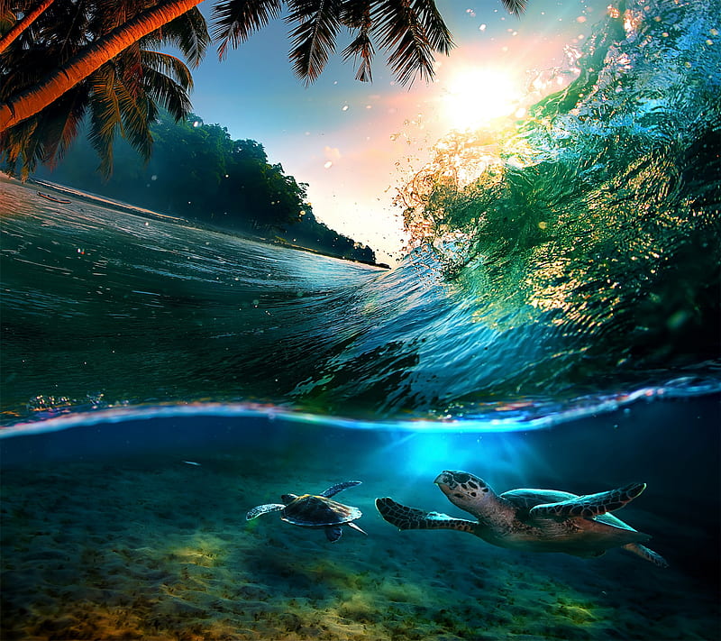 tropicale sun, sea, waves, turtle, turtles, beach, natural, wave, HD wallpaper