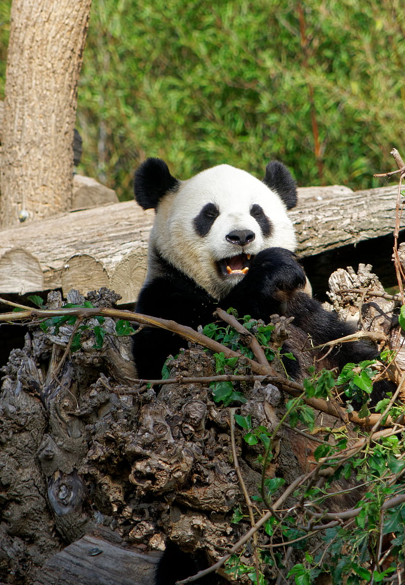 panda, bear, funny, animal, HD phone wallpaper