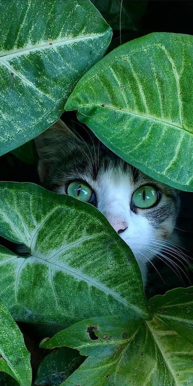 Cat in the plants, cute, hiding, leafs, HD phone wallpaper